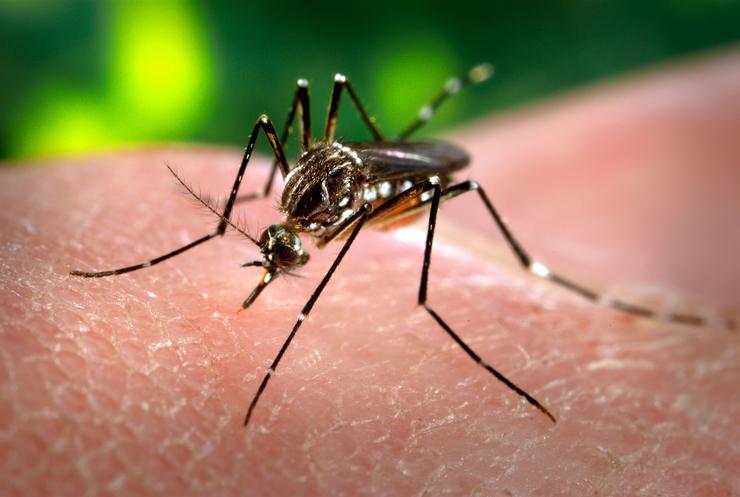 Dengue, Zika y Chikungunya: la mejor prevención es combatir el mosquito y protegernos para evitar picaduras.